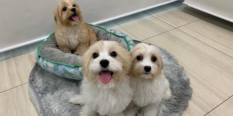 Therefore, have you made up your mind yet? The joy and enthusiasm that a puppy can bring to a family are vast.&nbsp;  You can now get your very own Cavachon puppy at Pet Master. Rest assured that all our puppies are healthy and come from vetted, responsible breeders and we are also AVS Licensed and PALS registered.